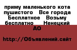 приму маленького кота пушистого - Все города Бесплатное » Возьму бесплатно   . Ненецкий АО